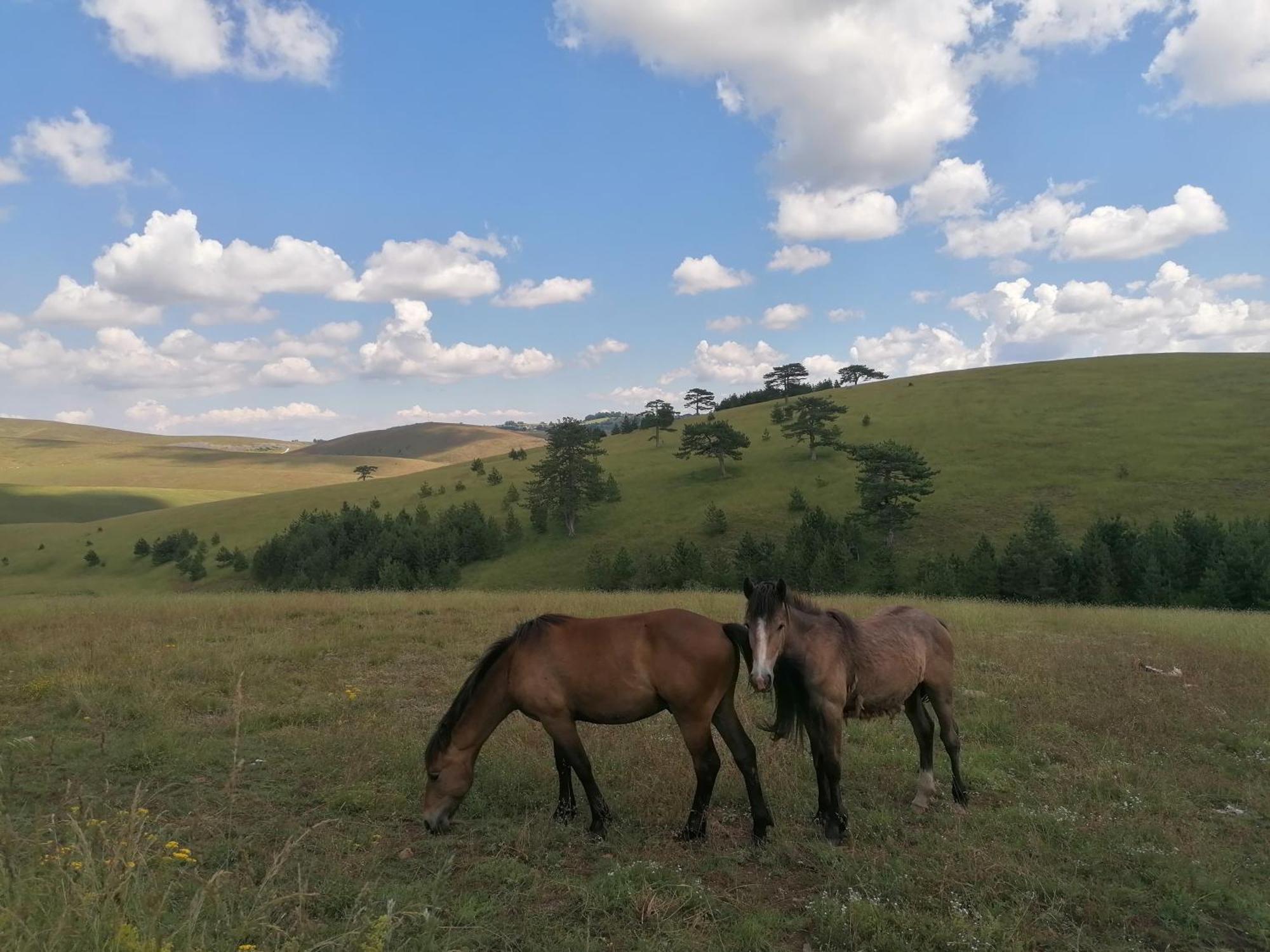 Brvnara Mir Zlatibor